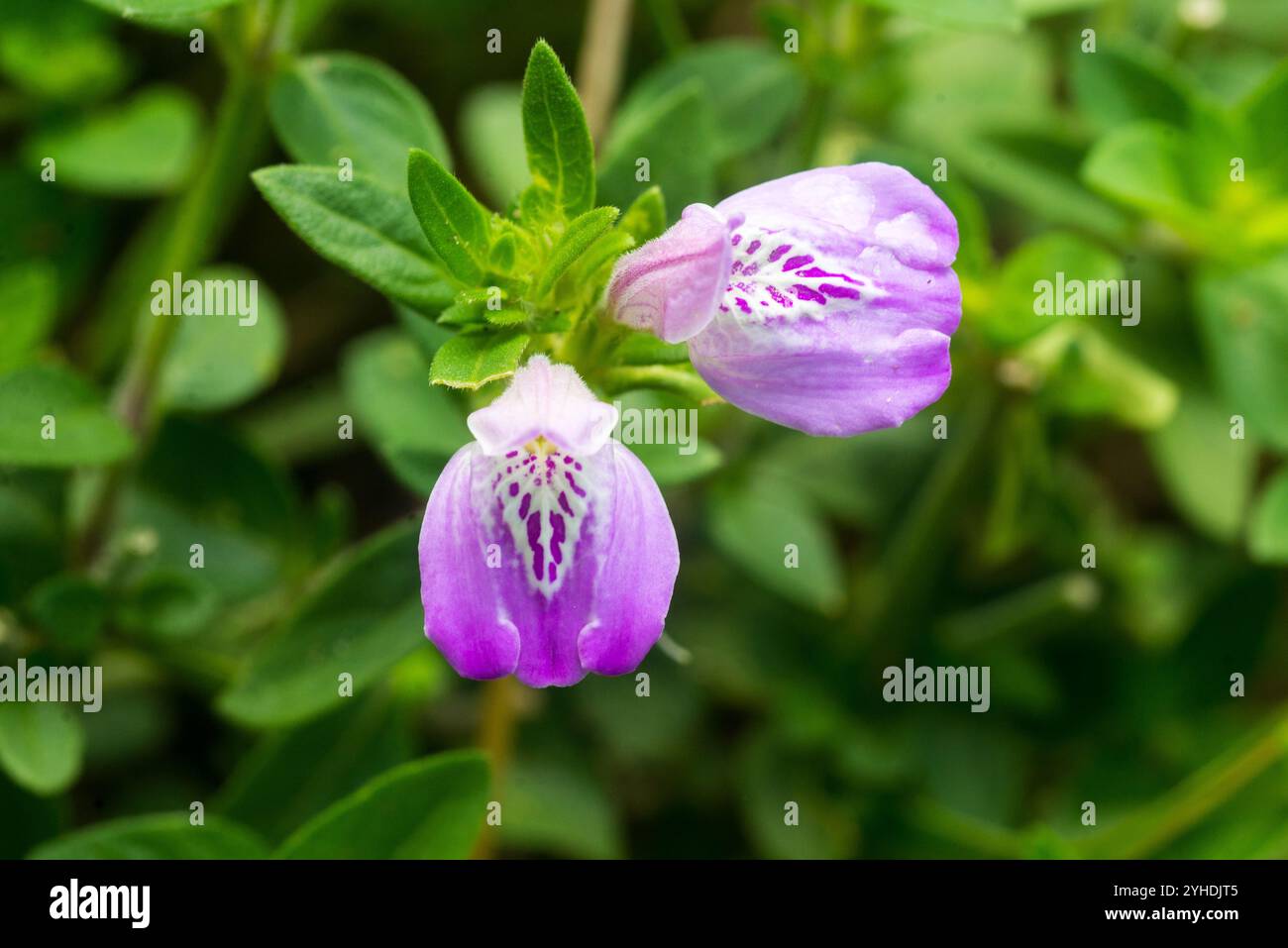 Justicia diclipteroides im Murchison Falls National Park - Uganda Stockfoto
