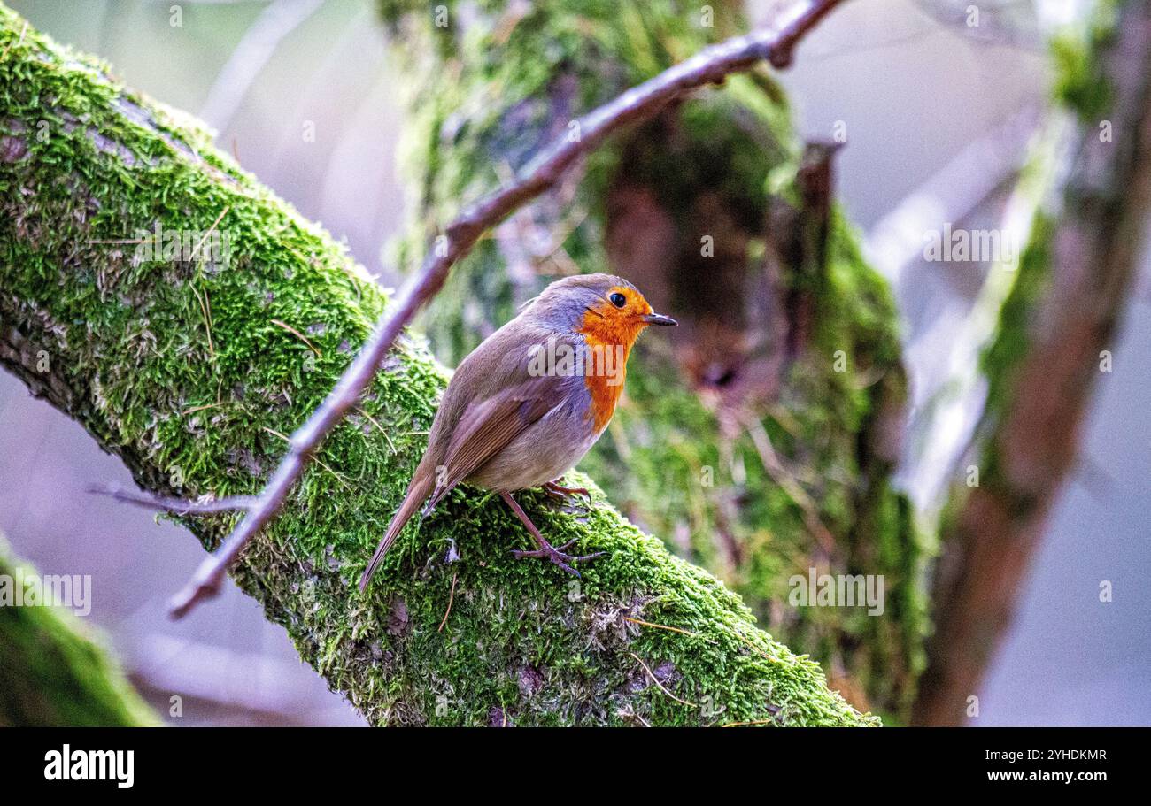 Dundee, Tayside, Schottland, Großbritannien. November 2024. UK Wildlife: Trottick Mill Teiche in Dundee hat mildes Herbstwetter, das die natürliche Pracht eines Rotkehlchens verstärkt, der auf einem Baum in der Nähe sitzt und für Fotos posiert. Quelle: Dundee Photographics/Alamy Live News Stockfoto