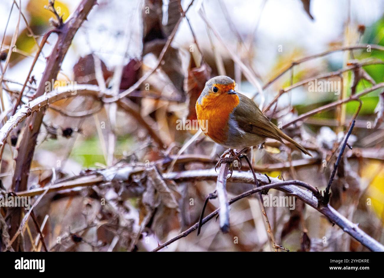 Dundee, Tayside, Schottland, Großbritannien. November 2024. UK Wildlife: Trottick Mill Teiche in Dundee hat mildes Herbstwetter, das die natürliche Pracht eines Rotkehlchens verstärkt, der auf einem Baum in der Nähe sitzt und für Fotos posiert. Quelle: Dundee Photographics/Alamy Live News Stockfoto