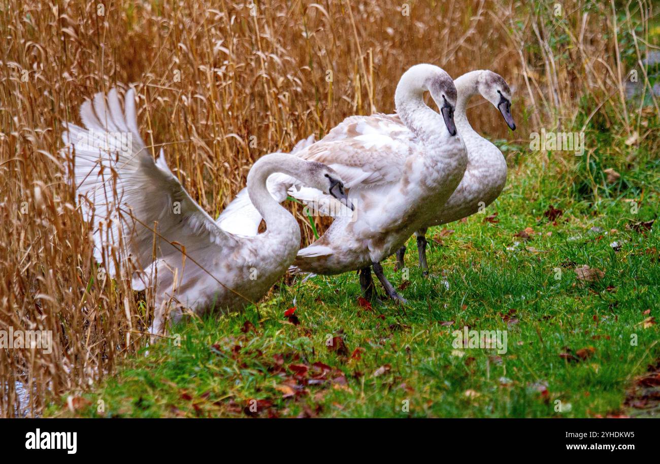 Dundee, Tayside, Schottland, Großbritannien. November 2024. UK Wildlife: Das milde Herbstwetter an den Trottick Mill Ponds in Dundee, Schottland, zeigt die natürliche Schönheit einer Familie stummer Schwäne, die über den Teich fliegen. Quelle: Dundee Photographics/Alamy Live News Stockfoto