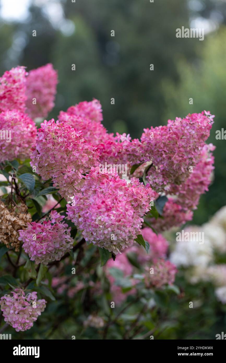 Hortensia paniculata Vanille Fraise auf einem Stamm Stockfoto