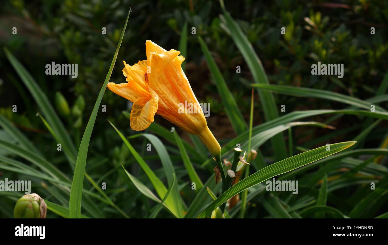 Die gelbe Taglilie auf diesem Foto sieht mit ihren frisch geblühten Blütenblättern sehr charmant aus. Die Blume ist umgeben von üppig grünem Laub. Stockfoto