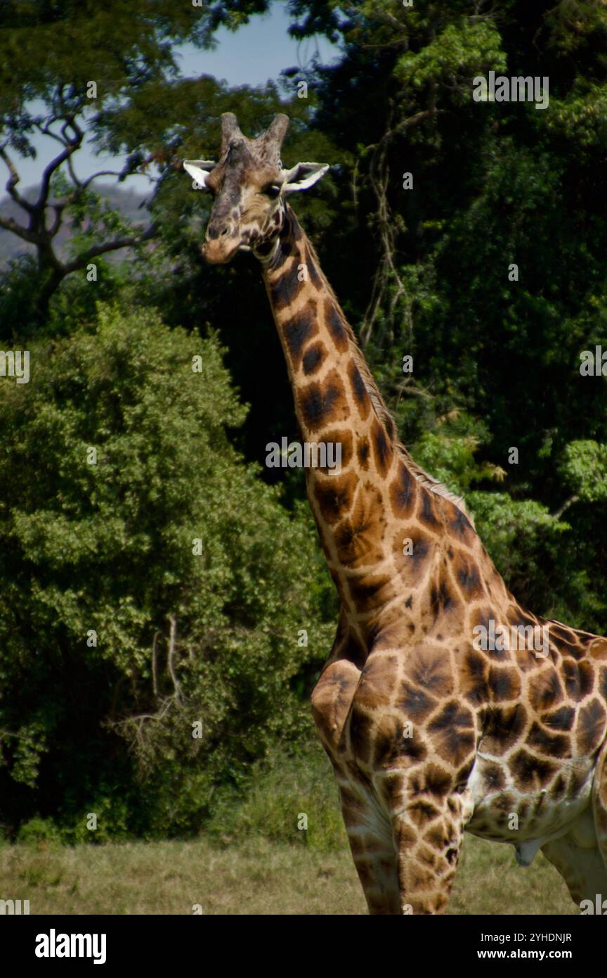Die Giraffe des majestätischen Rothschilds verwandelt sich in eine Gesichtskamera und zeigt ein markantes gepunktetes Fellmuster vor grüner Waldkulisse in Kenias Savanne Stockfoto