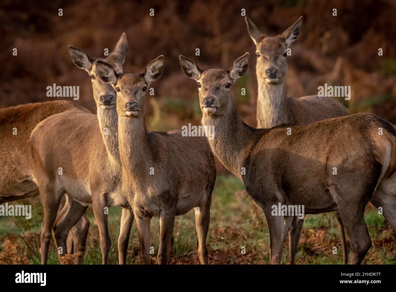 London, Großbritannien. November 2024. Im Morgenlicht schlendern junge Hirsche durch den Park, während sich die Brunstsaison im Richmond Park fortsetzt, wo über 600 frei umherziehende Hirsche leben. Guy Corbishley/Alamy Live News Stockfoto
