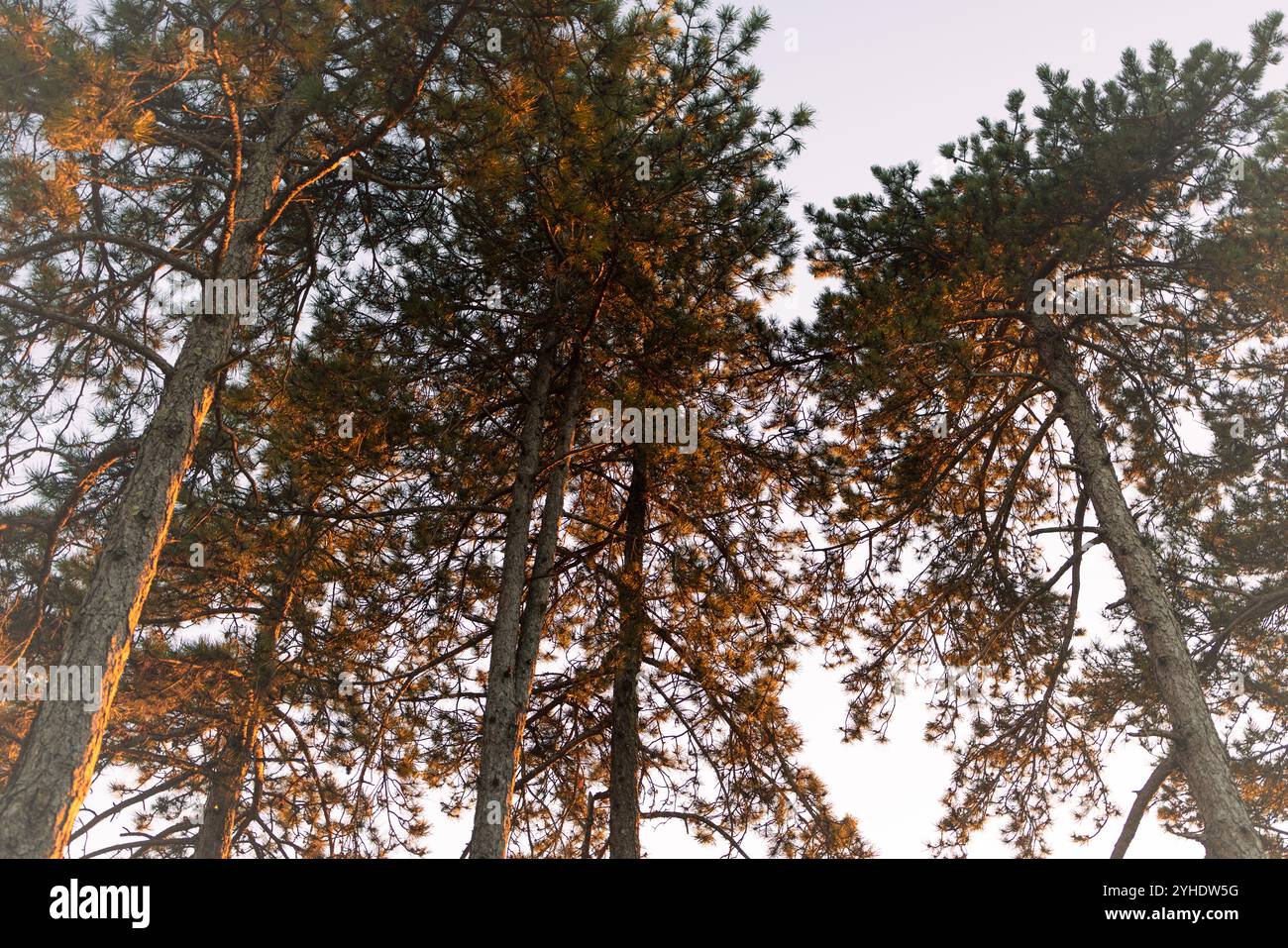 Hohe Kiefern im Golden Hour Light Stockfoto