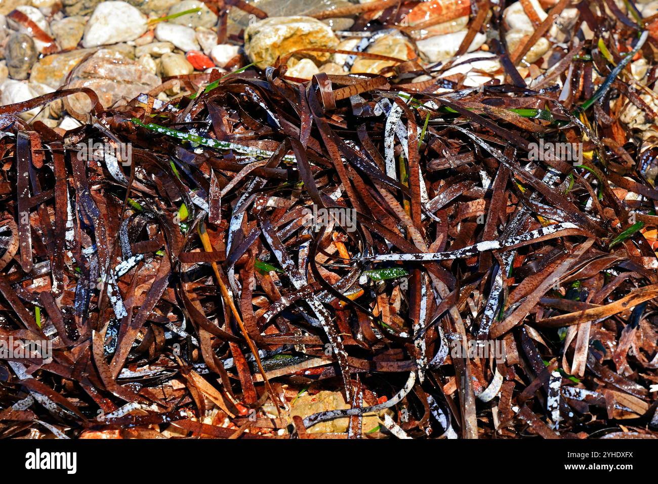 Posidonia oceanica - Neptungras oder mediterrane Tapealge, die an der Küste, der Insel Tilos, den griechischen Inseln Dodekanes, Griechenland und Europa angespült werden Stockfoto