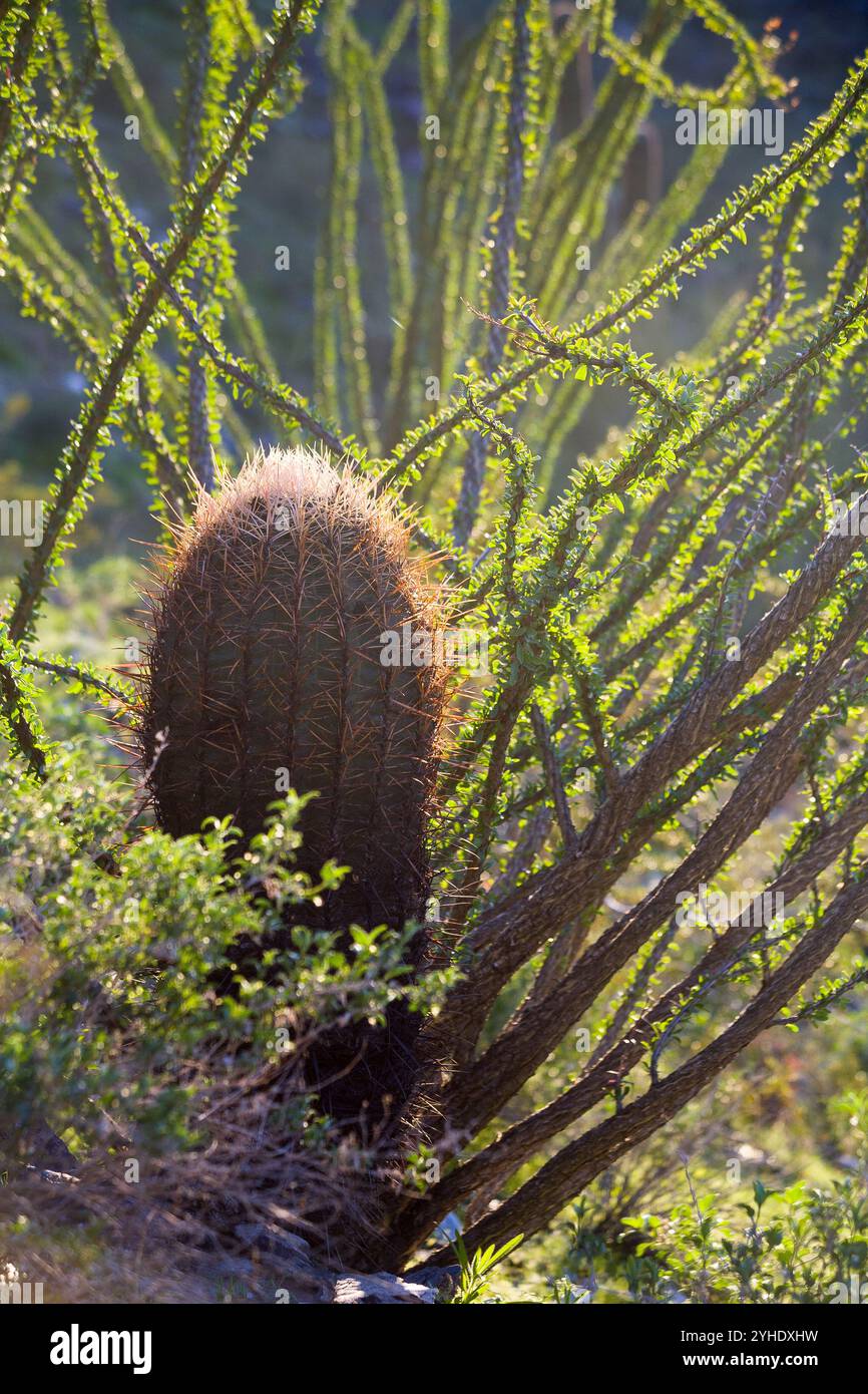 Ein Ocotillo, der seine Arme um einen Kaktus auf dem Two Bit Peak Trail wickelt. Phoenix Mountains Preserve, Arizona Stockfoto