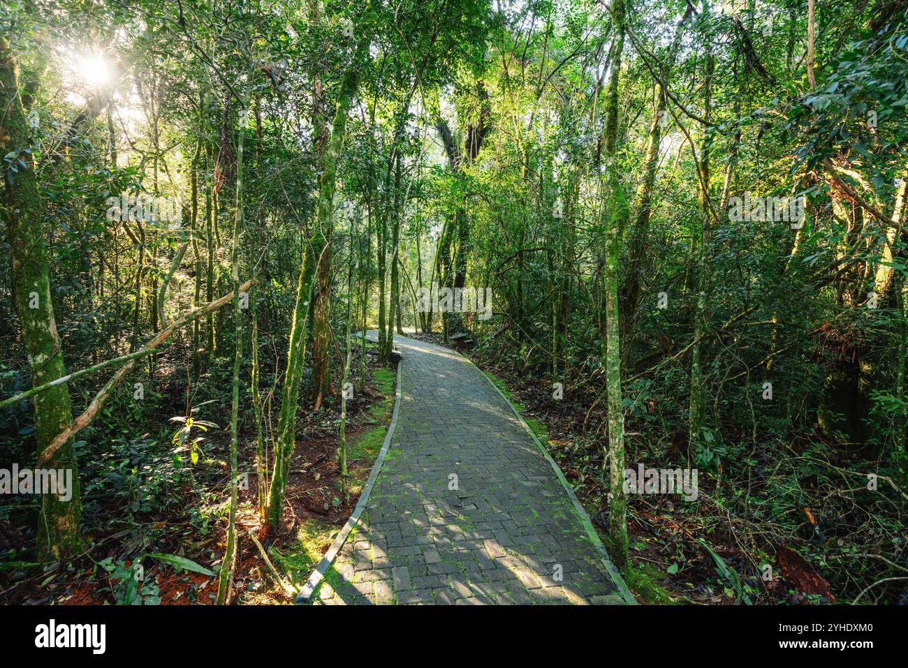 Naturpfad im Parques da Serra Cable Cars Park - Bondinhos Aéreos Parques da Serra - Canela, Rio Grande do Sul, Brasilien Stockfoto