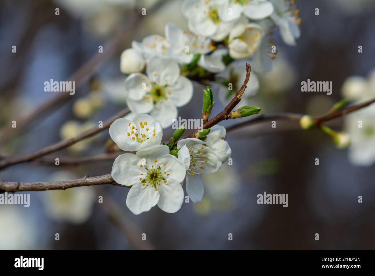 Weiße Pflaumenblüte, wunderschöne weiße Blüten des prunus-Baumes im Stadtgarten, detaillierter Makro-Nahaufnahme-Pflaumenzweig. Weiße Pflaumenblüten in Blüte auf Ast, Stockfoto