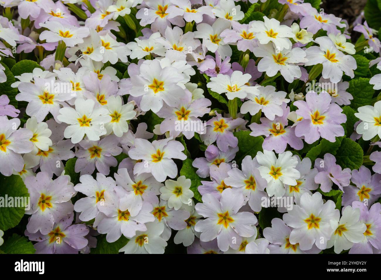 Primrose, Primula vulgaris Blüten im Frühlingsgarten. Stockfoto