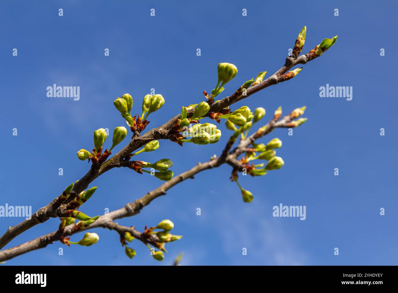 Knospen prunus avium, gemeinhin als Wildkirsche, Süßkirsche, Gänse oder Vogelkirsche bezeichnet. Budbreak. Frühling. Stockfoto