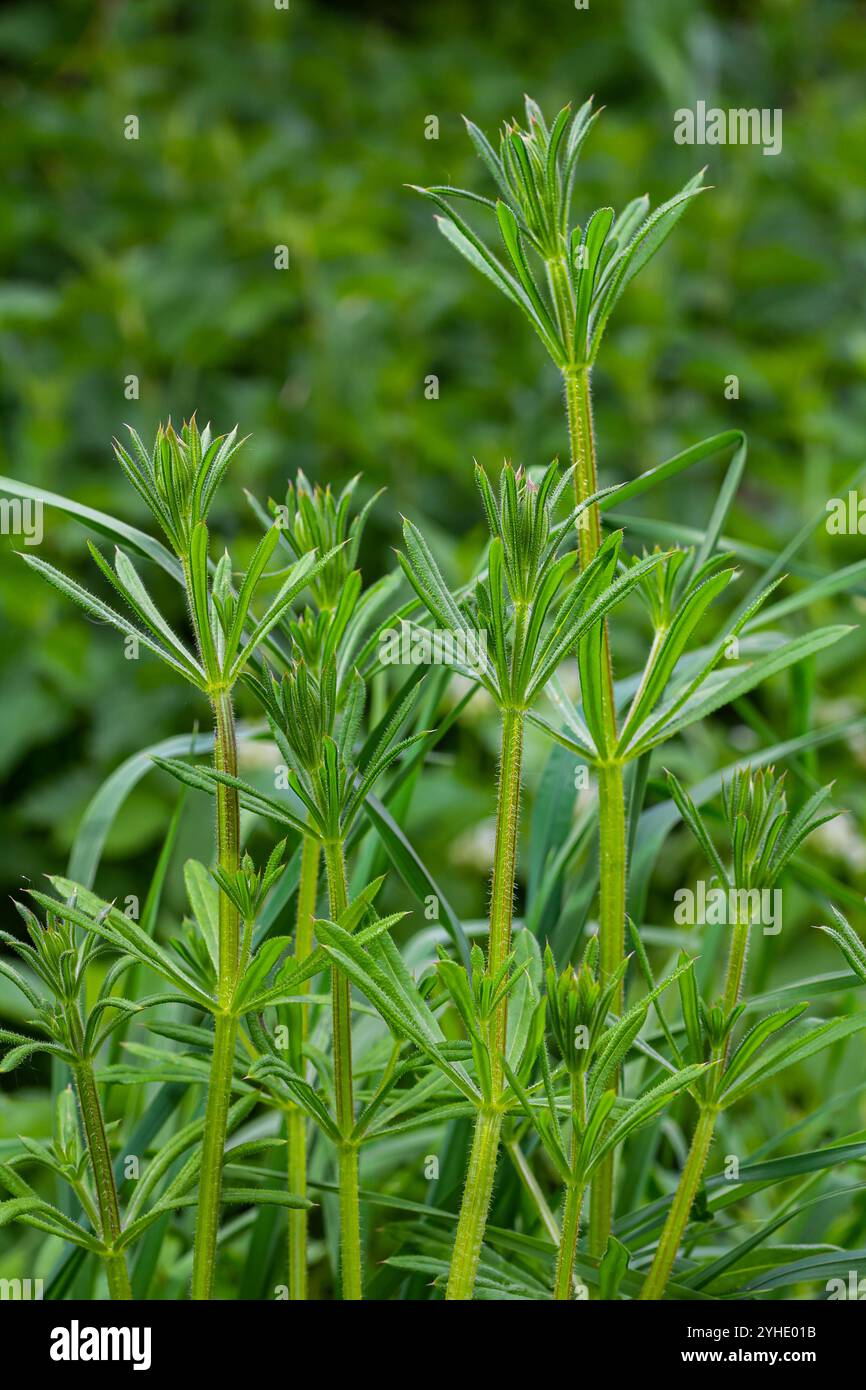 Cleavers Galium Acarin wird in der traditionellen Medizin zur Behandlung von Erkrankungen des Diuretikums, des Lymphsystems und als Entgiftungsmittel eingesetzt. Stockfoto