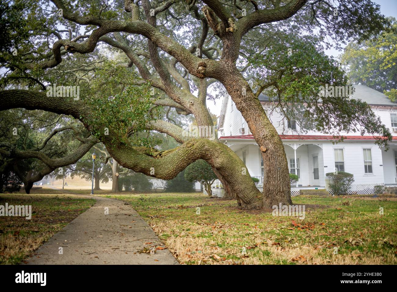 Live Oak Trees Fort Monroe National Monument Hampton Virginia // HAMPTON, Virginia — historische lebende Eichen (Quercus virginiana) säumen das Hauptviereck des Fort Monroe National Monument, einer Küstenbefestigung aus dem 19. Jahrhundert in Hampton, Virginia. Diese jahrhundertealten Exemplare wurden Zeugen von Generationen militärischer Aktivitäten auf dem Paradegelände, das sie beschatten, einschließlich der Rolle des Forts während des Bürgerkriegs als Gewerkschaftsfestung und Zuflucht für entflohene versklavte Menschen. Die Bäume bilden einen wesentlichen Teil der historischen Landschaft des Forts, die als Teil des 565 Hektar großen Nationaldenkmals i erhalten wurde Stockfoto
