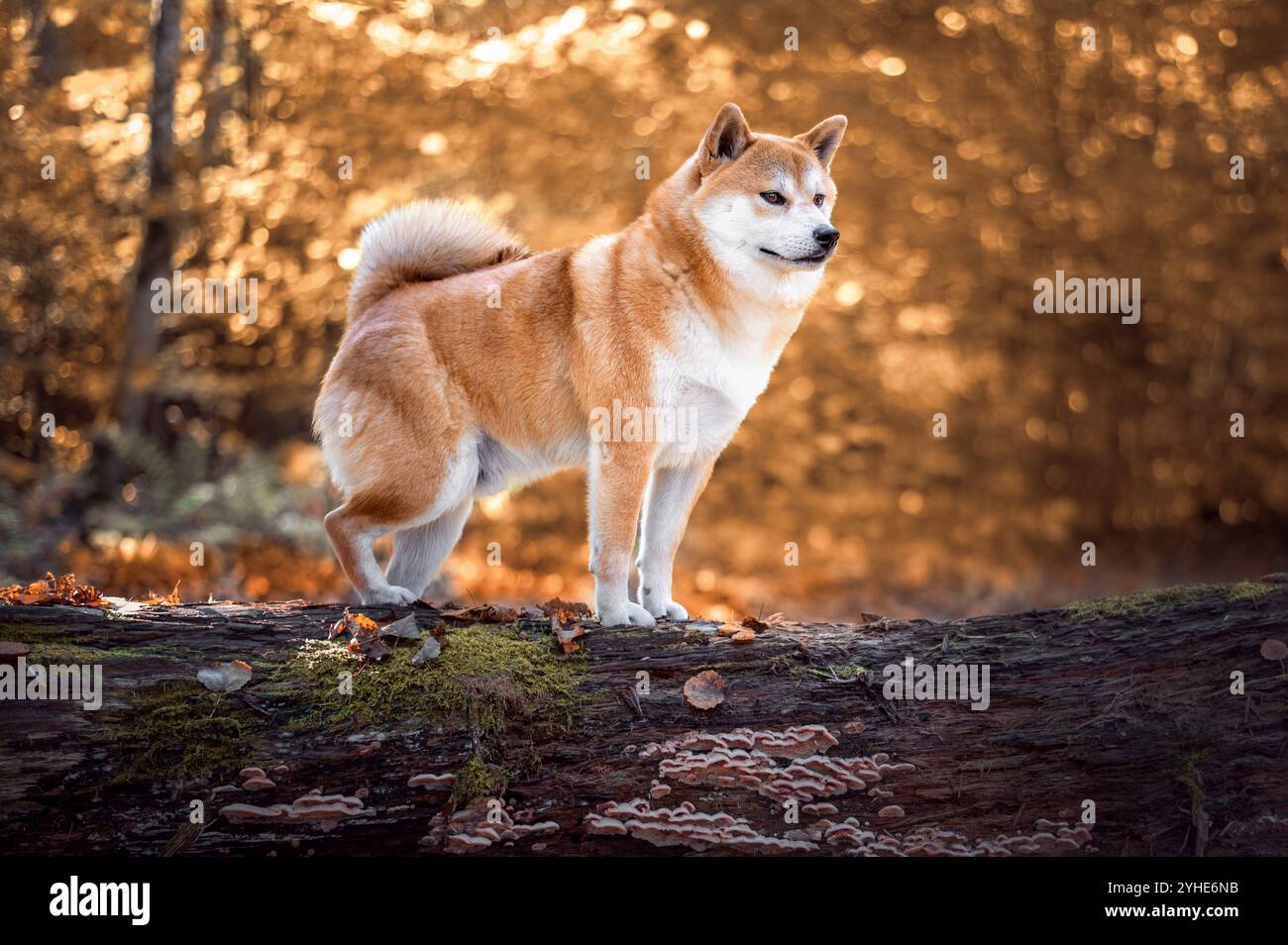 Der rote Shiba inu Hund steht am sonnigen Herbsttag auf dem umgestürzten Baum im Wald Stockfoto