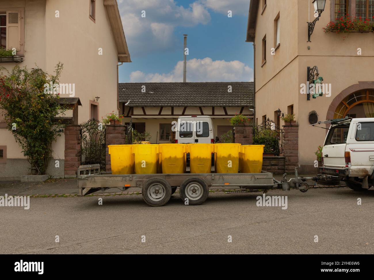 Eguisheim, Oberrhein, Elsass, Frankreich - 21. Oktober 2024 - Trauben der späten Ernte werden in gelben Behältern auf einem Trai in das Weingut gebracht Stockfoto