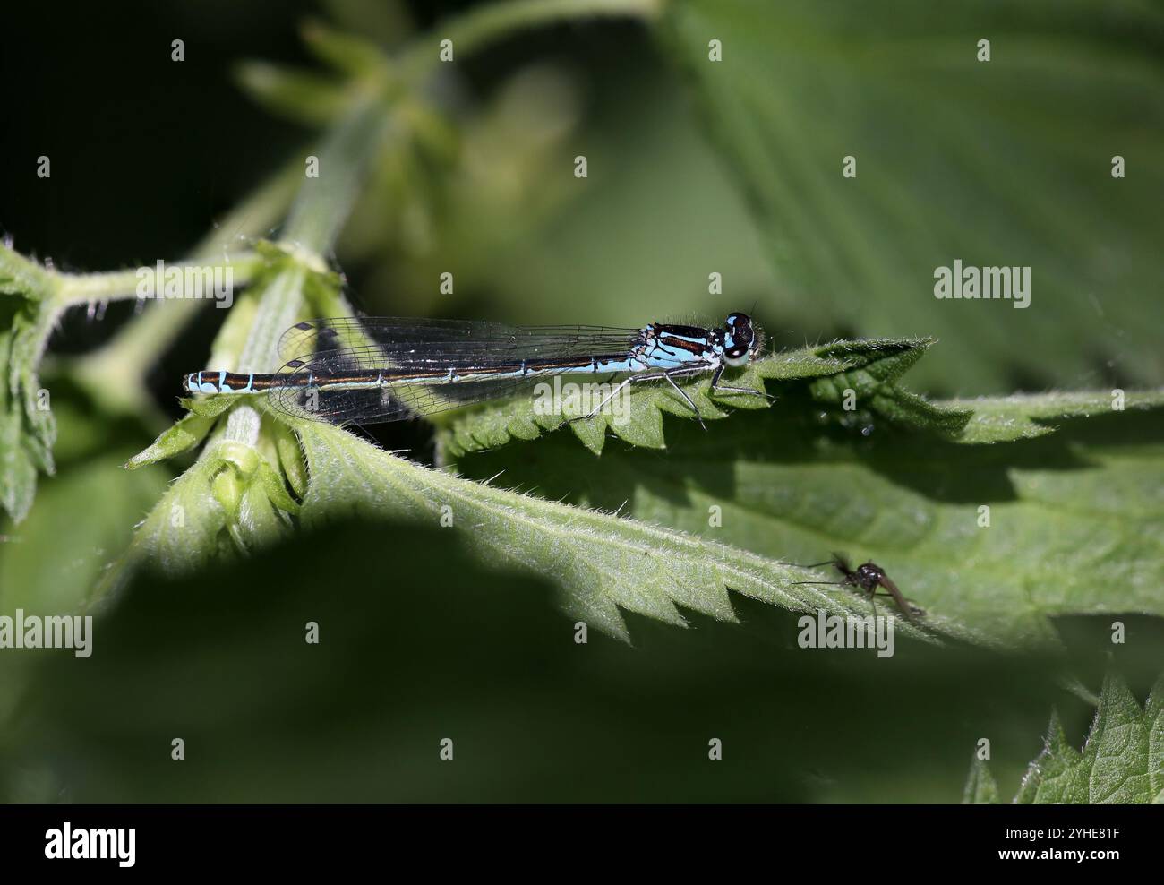 Variable Damselfly oder Variable Bluet weibliche dunkle Form - Coenagrion pulchellum Stockfoto