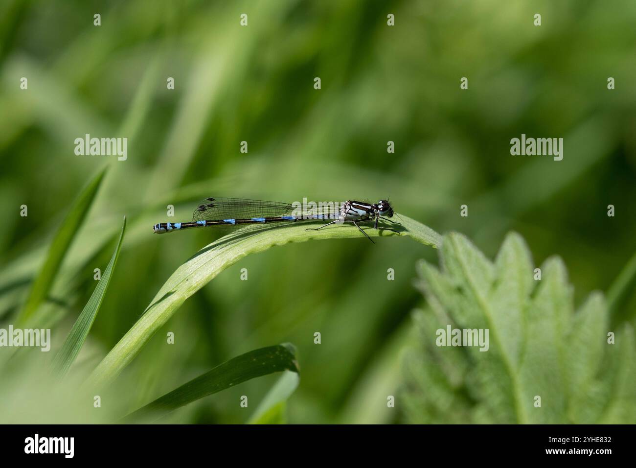 Variable Damselfly oder Variable Bluet female - Coenagrion pulchellum Stockfoto