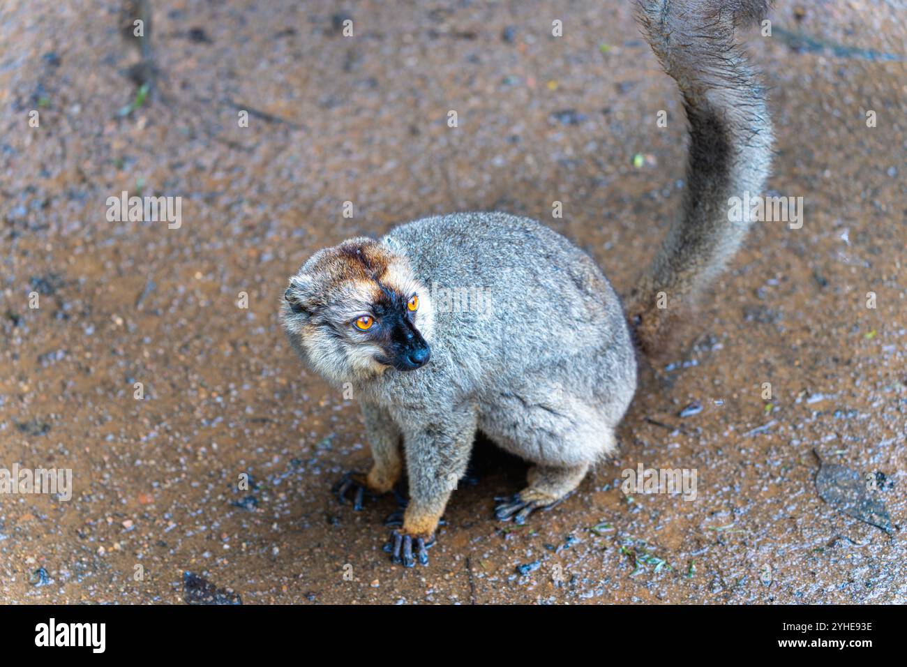 Eine Nahaufnahme eines braunen Lemuren mit markanten orangen Augen und einem buschigen Schwanz. Der Lemur sitzt auf dem Boden und zeigt sein dickes Fell und sein markantes Fell Stockfoto