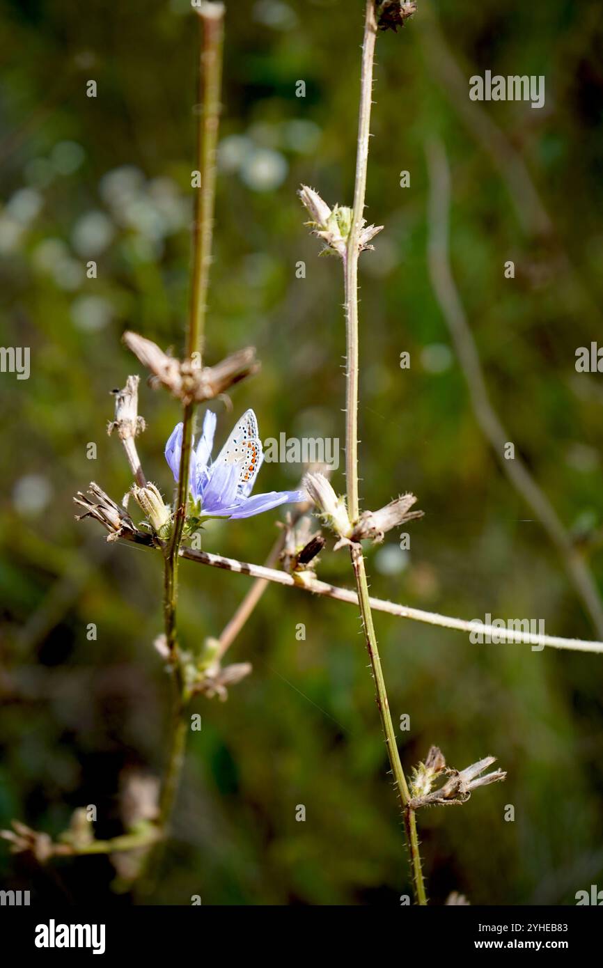 Schmetterling in einer violetten Blume Stockfoto