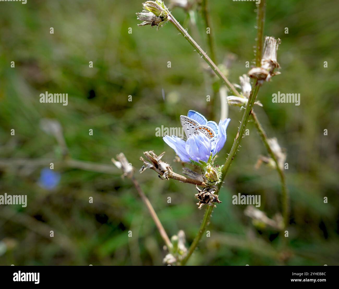 Schmetterling in einer violetten Blume Stockfoto