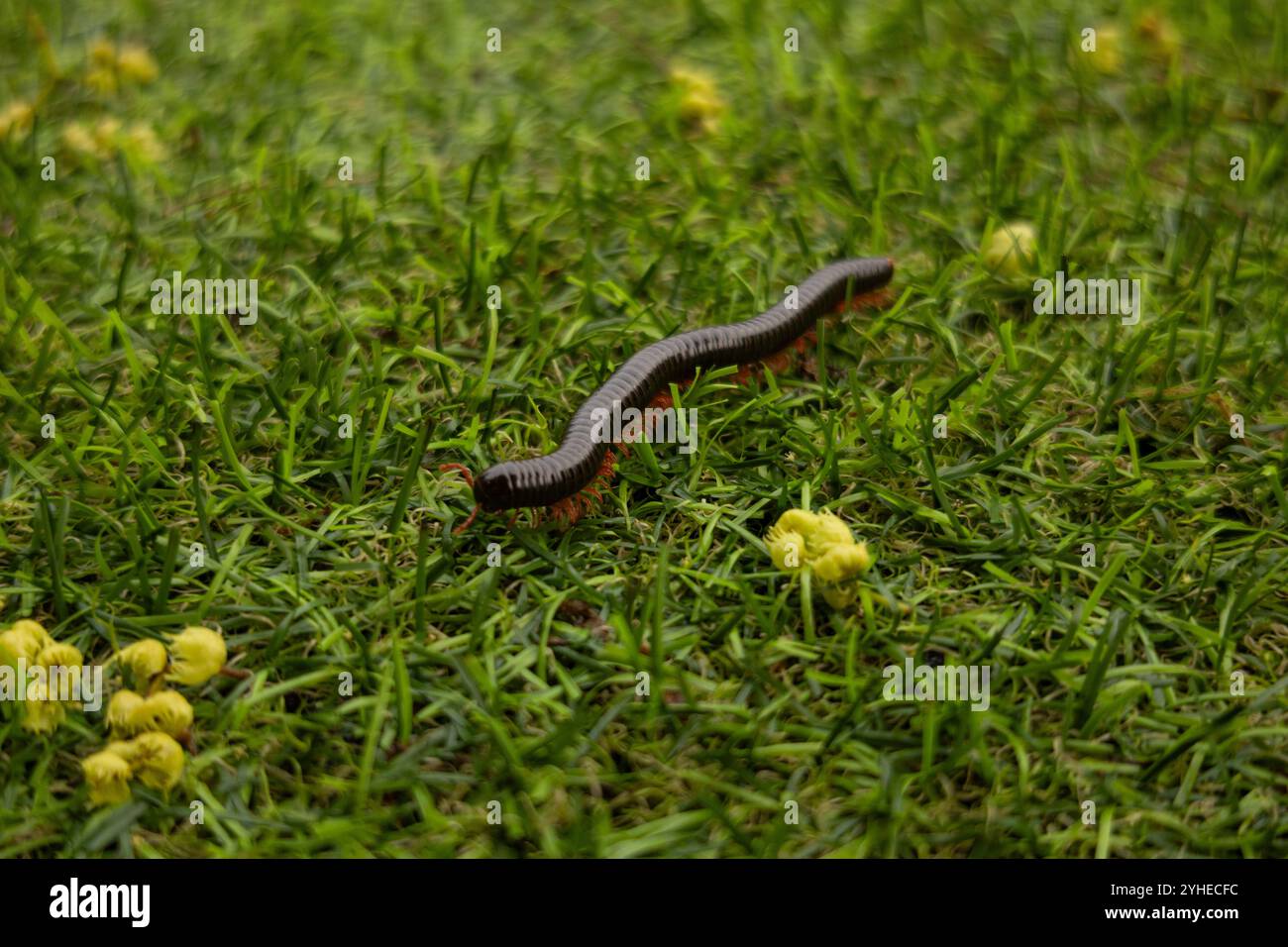 Nahaufnahme eines langen Tausendfüßlers, der auf dem grünen Gras krabbelt. Fotos von Insekten und Natur. Stockfoto