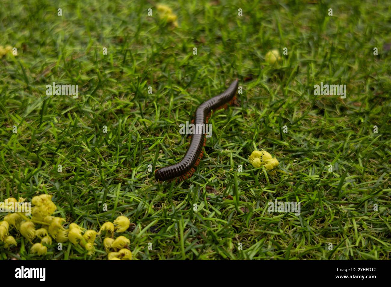 Nahaufnahme eines langen Tausendfüßlers, der auf dem grünen Gras krabbelt. Fotos von Insekten und Natur. Stockfoto