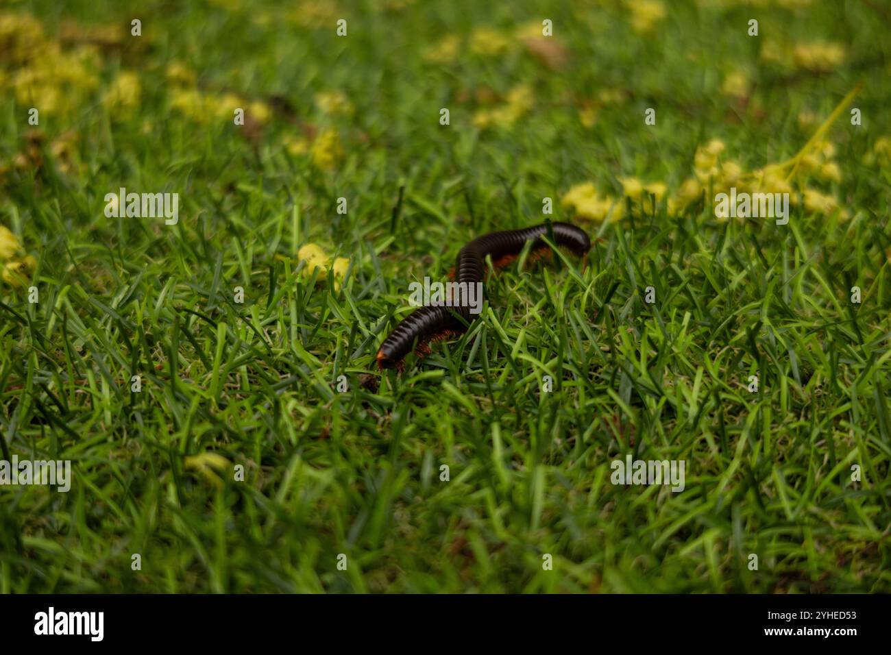 Nahaufnahme eines langen Tausendfüßlers, der auf dem grünen Gras krabbelt. Fotos von Insekten und Natur. Stockfoto