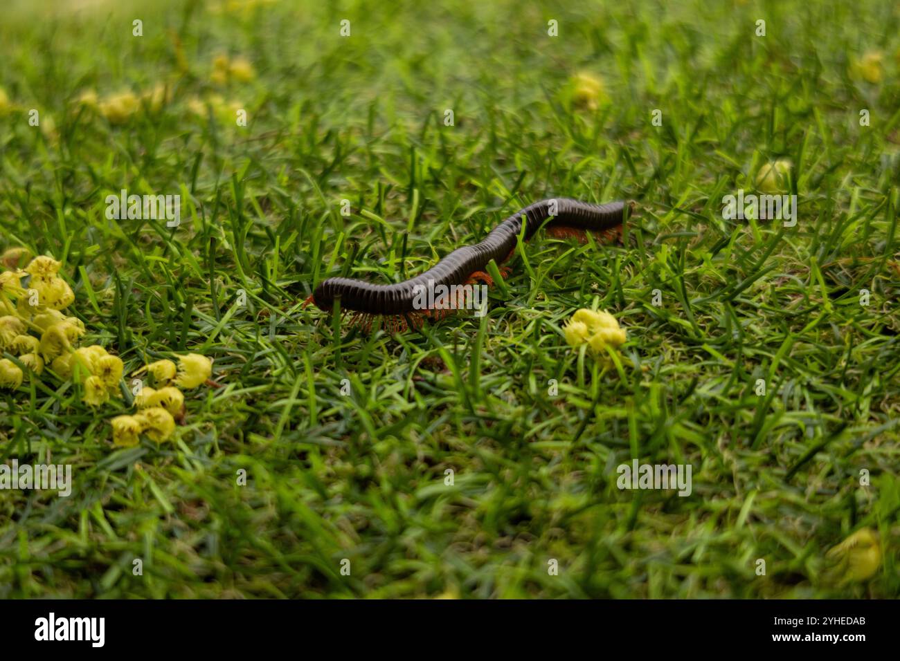 Nahaufnahme eines langen Tausendfüßlers, der auf dem grünen Gras krabbelt. Fotos von Insekten und Natur. Stockfoto