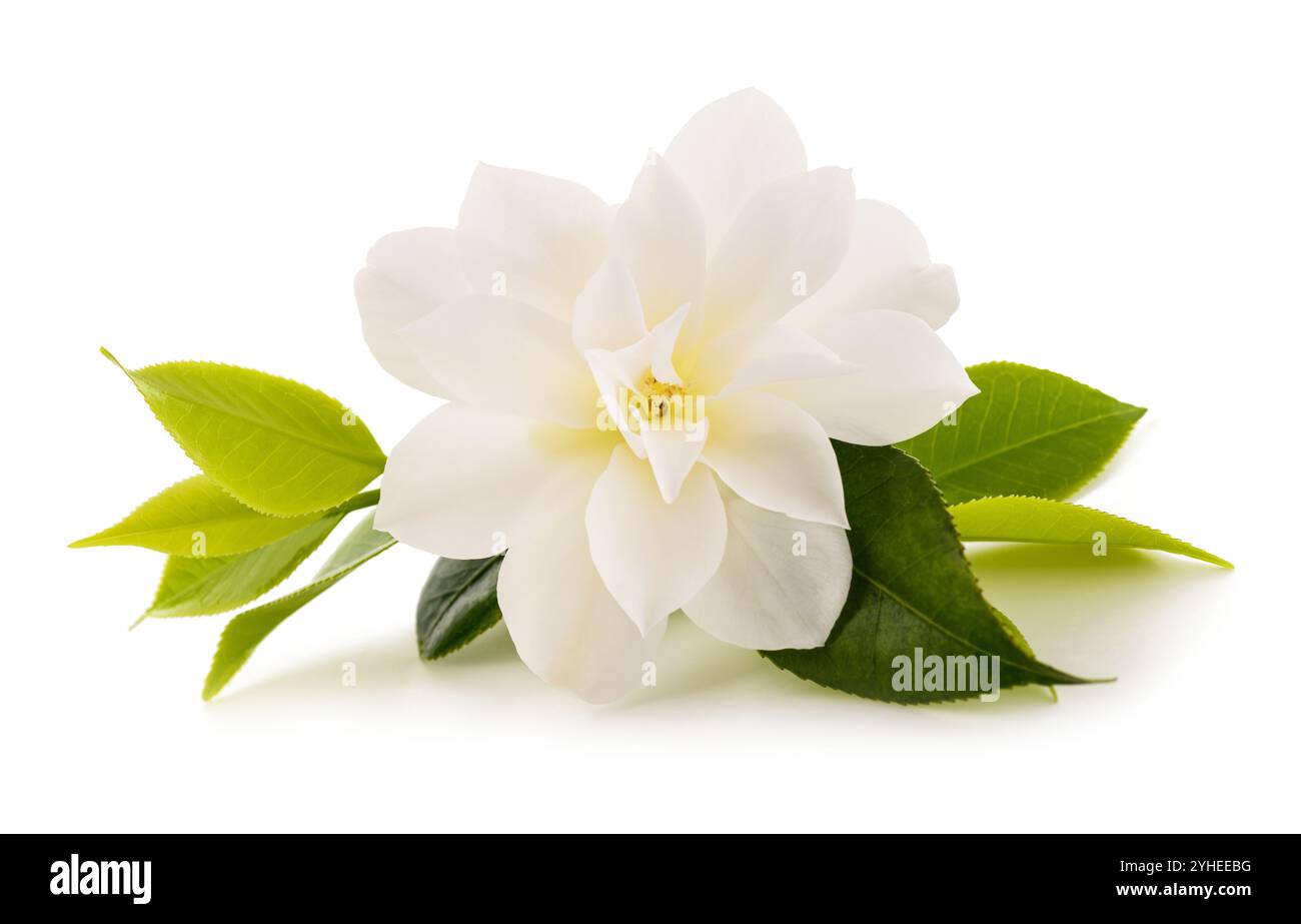 Weiße Kamelie isoliert auf weißem Hintergrund Stockfoto