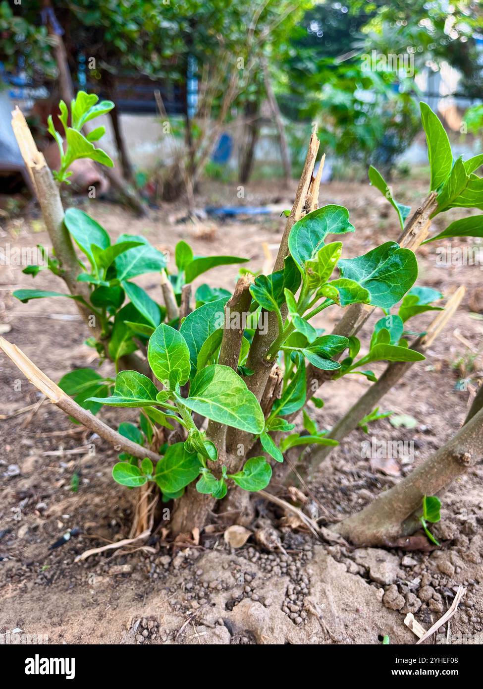 Ashwagandha-grüne Pflanze oder withania somnifera-Pflanze wachsen im Garten. Pflanzliche ayurvedische Heilpflanze Stockfoto