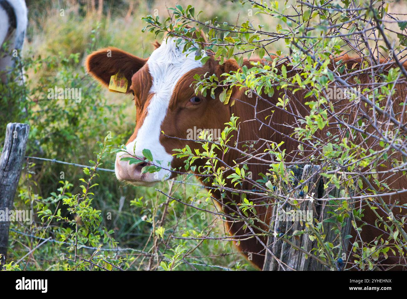 Glückliche Kuh - Emsland Stockfoto