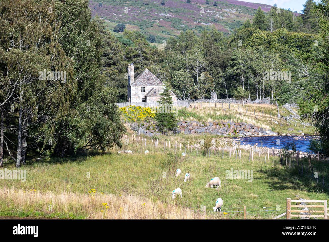 Schafe und Haus in Glengairn, Ballater, Rinloan, Aberdeenshire, vereinigtes Königreich Stockfoto