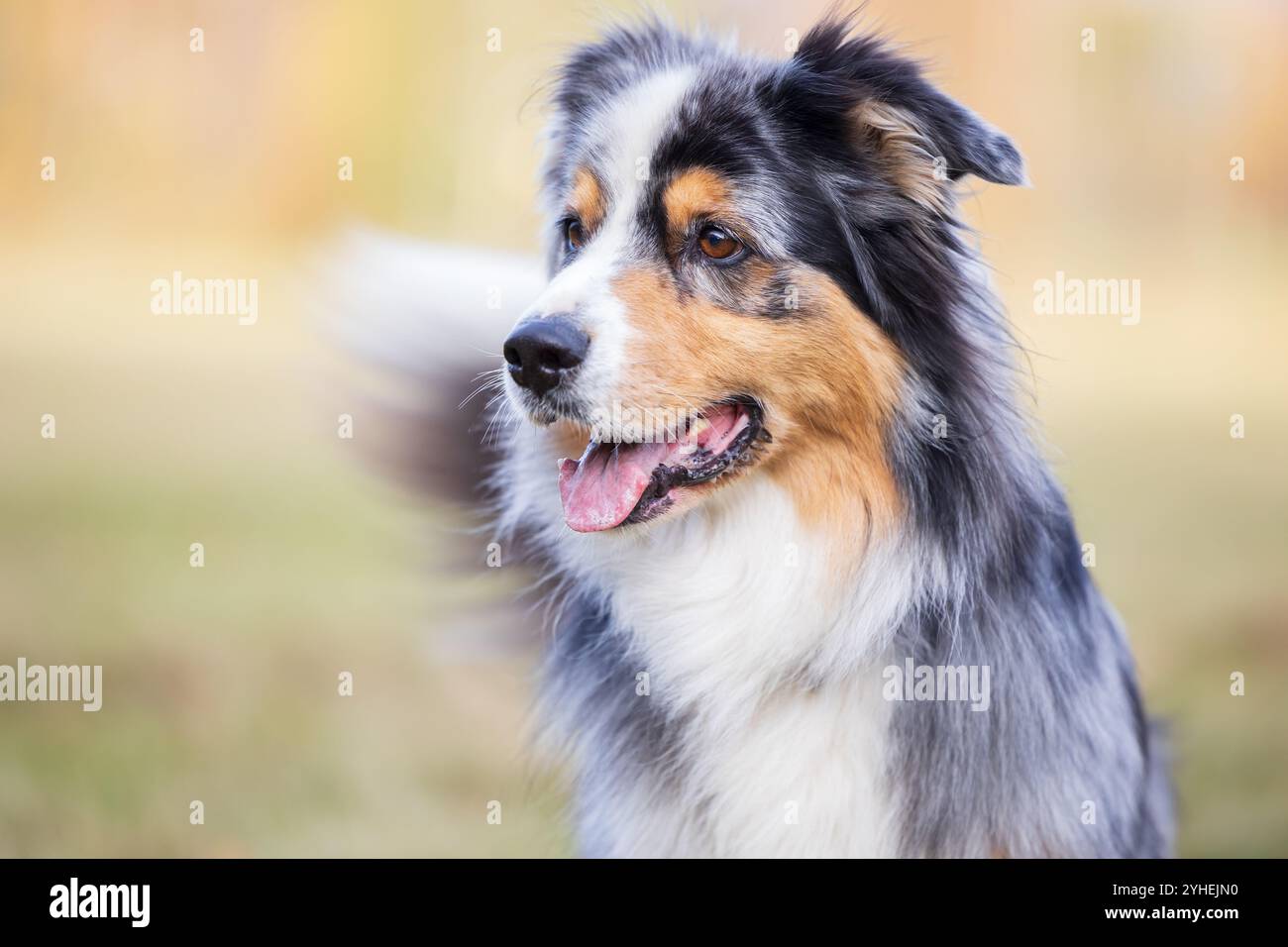 Eine Nahaufnahme eines australischen Schäferhunds mit hellen Augen und einem fröhlichen Ausdruck, der Kopf nach rechts gedreht und mit einem leicht geöffneten Mund, der seine Zähne zeigt. Stockfoto