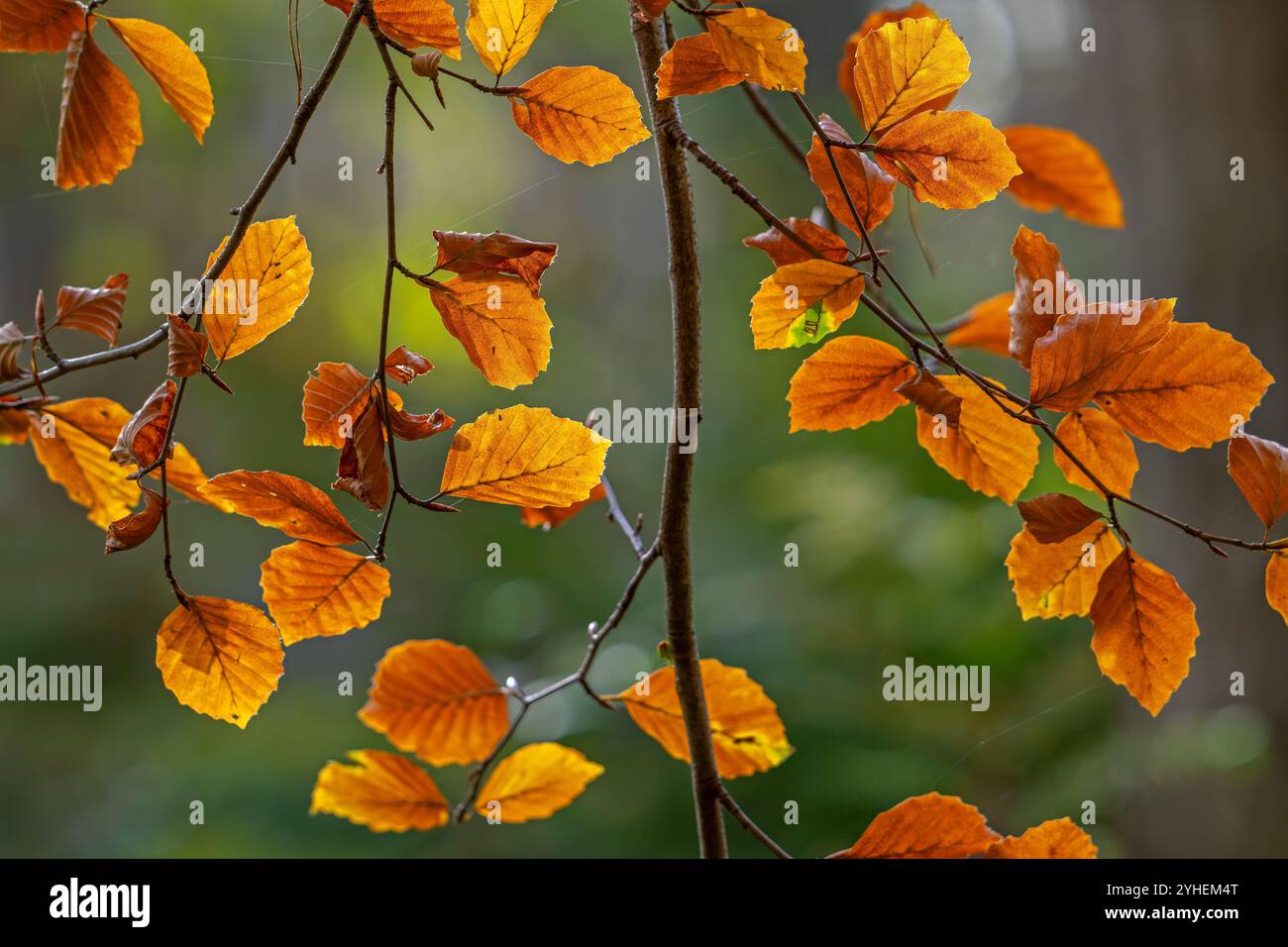Europäische Buche / gemeine Buche (Fagus sylvatica), Nahaufnahme des Zweiges mit gelbbraunen Herbstblättern im Laubwald im Herbst Stockfoto