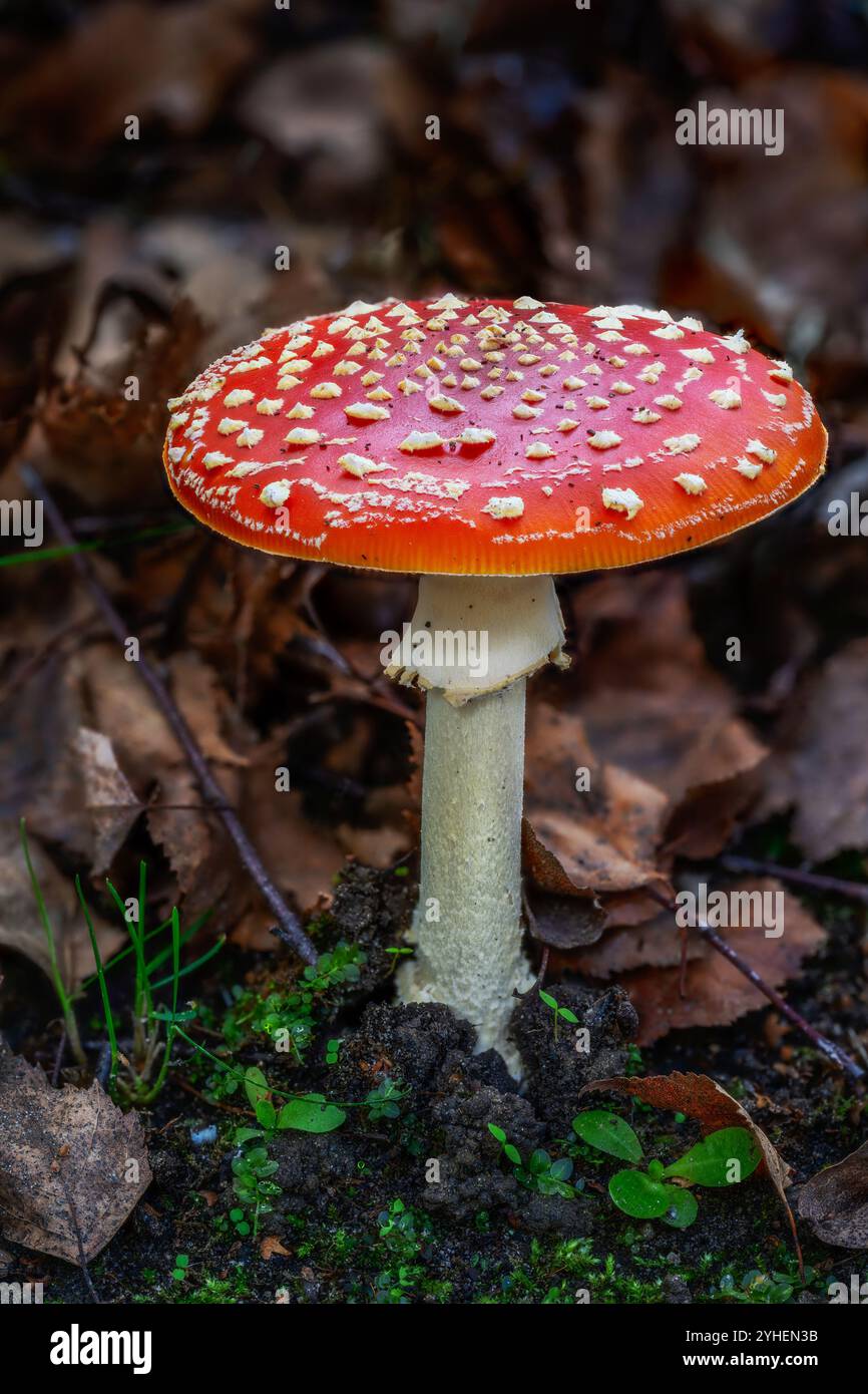Roter Fliegenmuskel im Wald Stockfoto