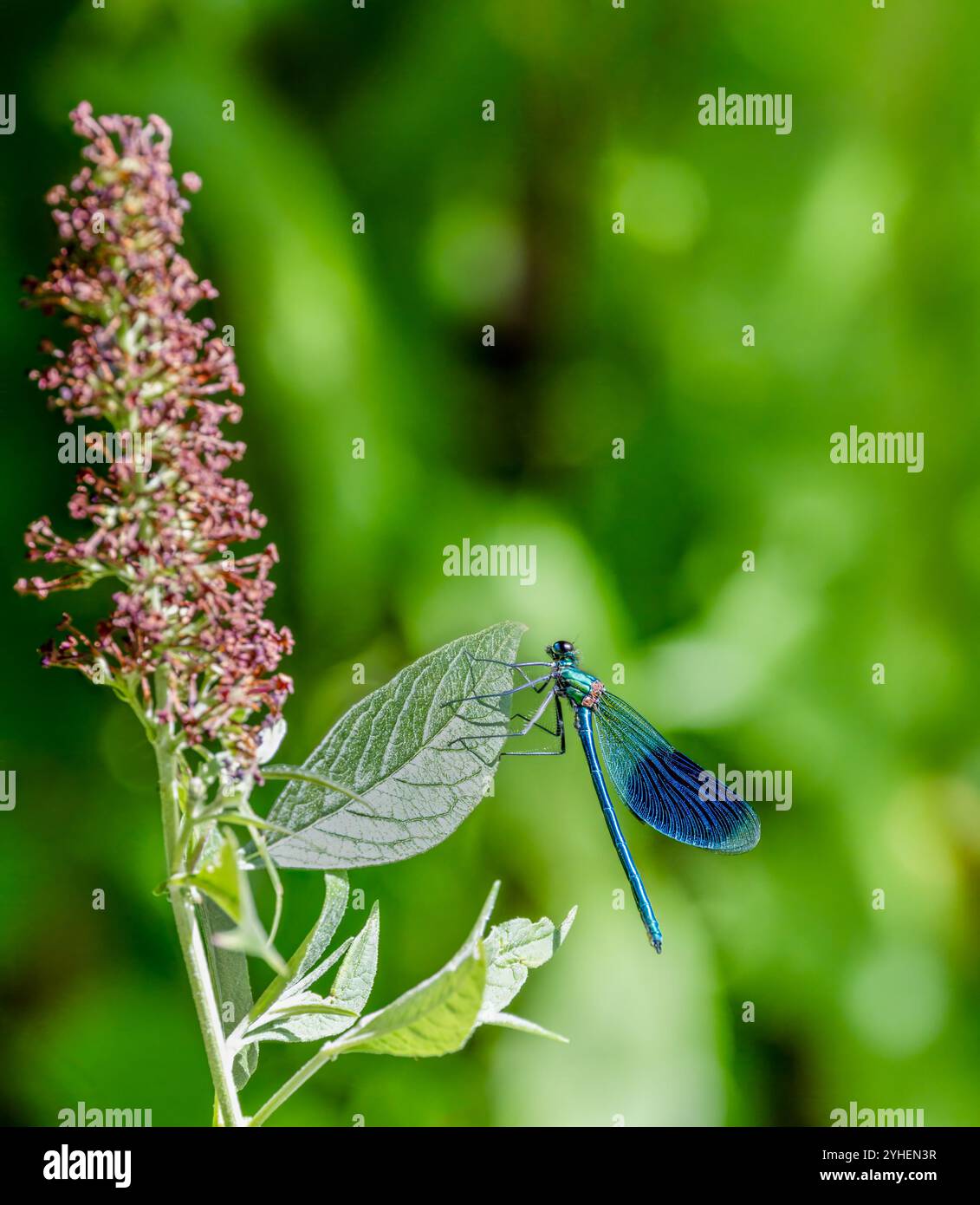 Makrobild einer gebänderten Demoiselle-Damselfly Stockfoto