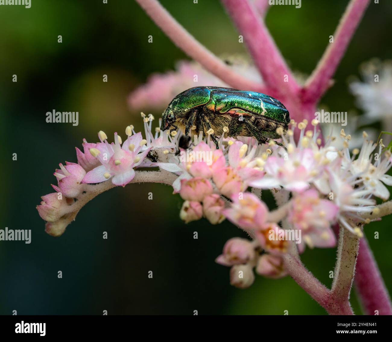 Rose Käfer bug (Cetoniinae) in einer Blüte Stockfoto