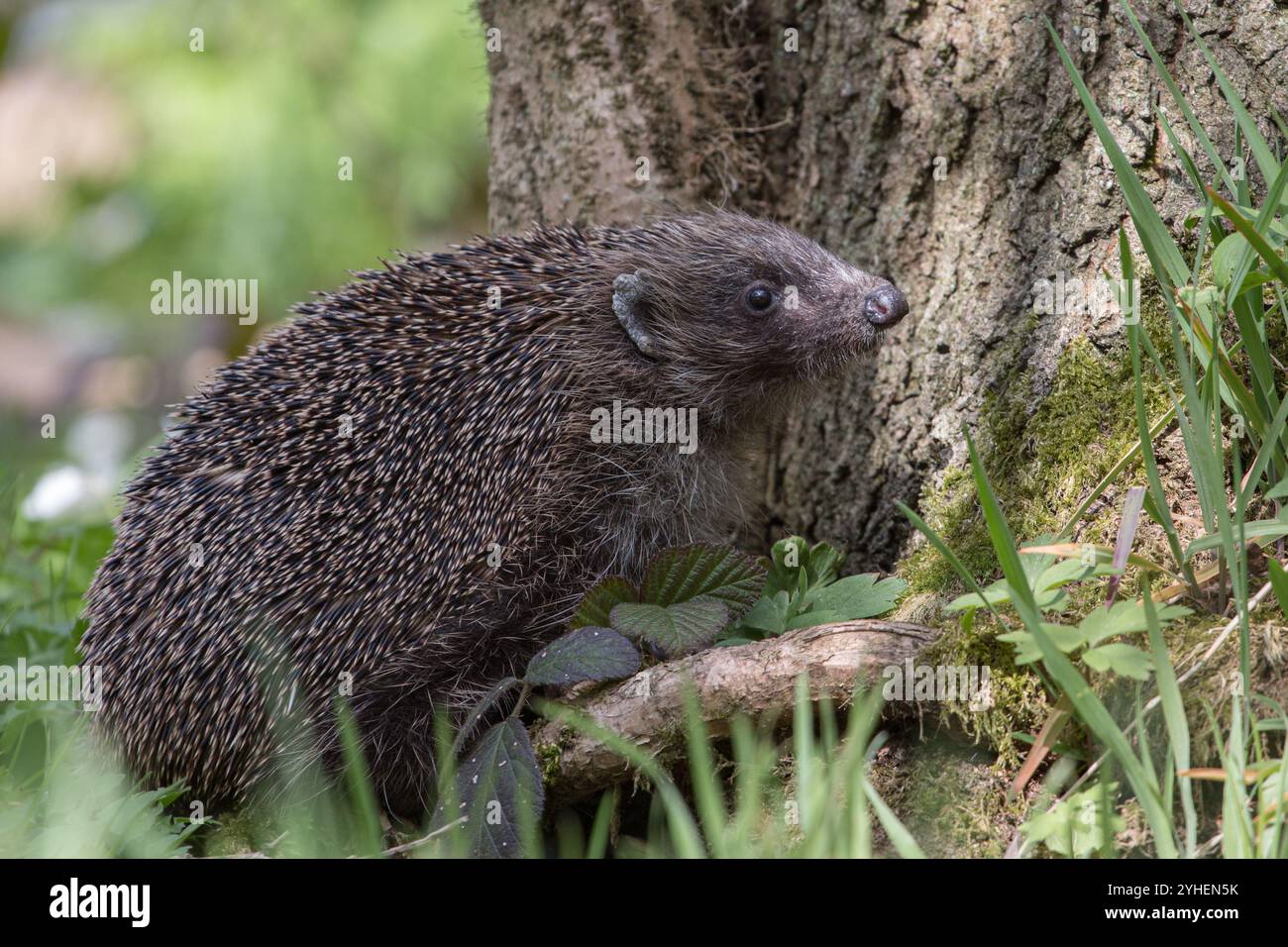 Ein einheimischer Igel (Erinaceous europaeus) gegen einen Baum in einer natürlichen Waldumgebung. Suffolk . UK Stockfoto