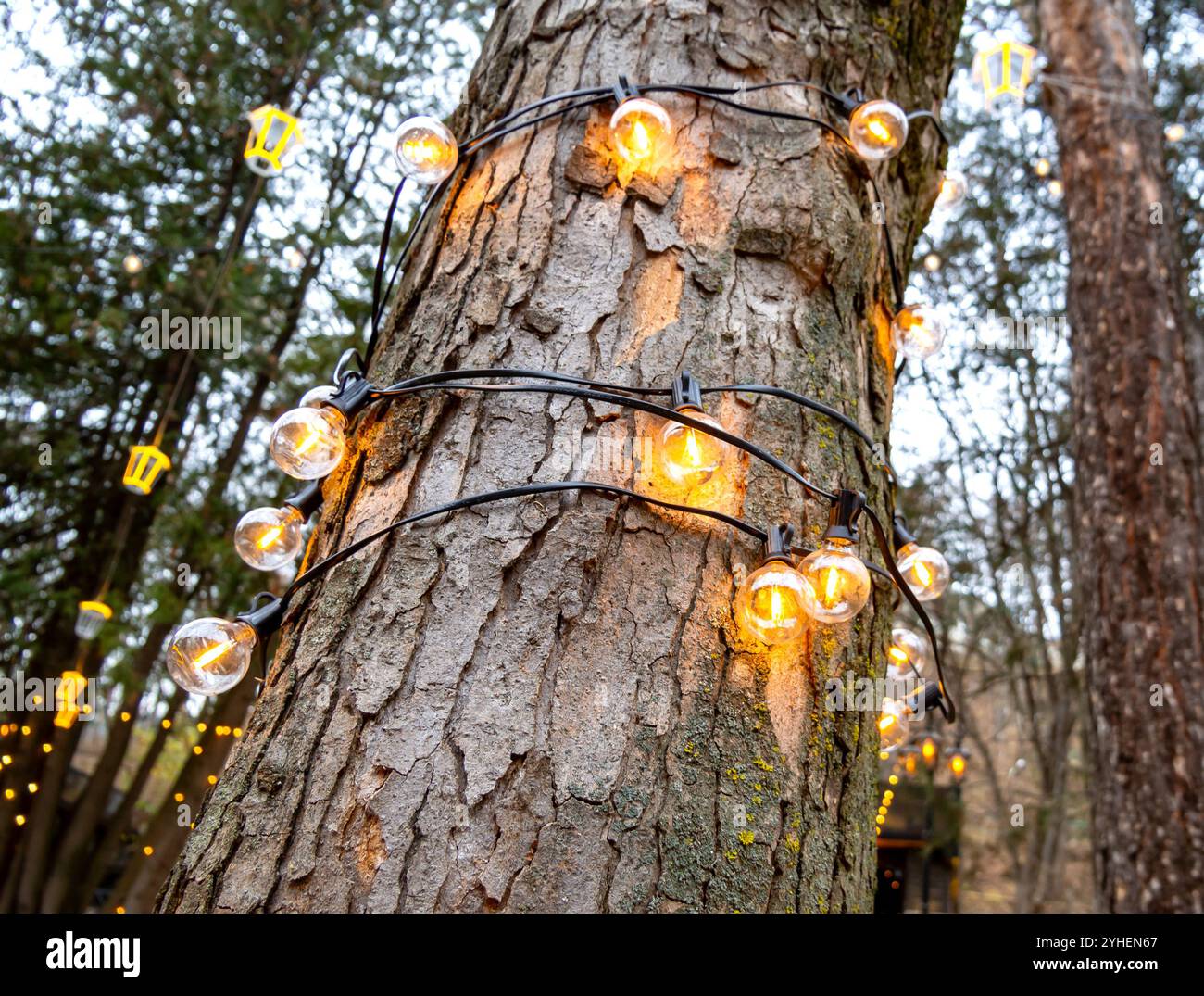 Baumstamm mit einer Girlande aus elektrischen Lampen dekoriert Stockfoto