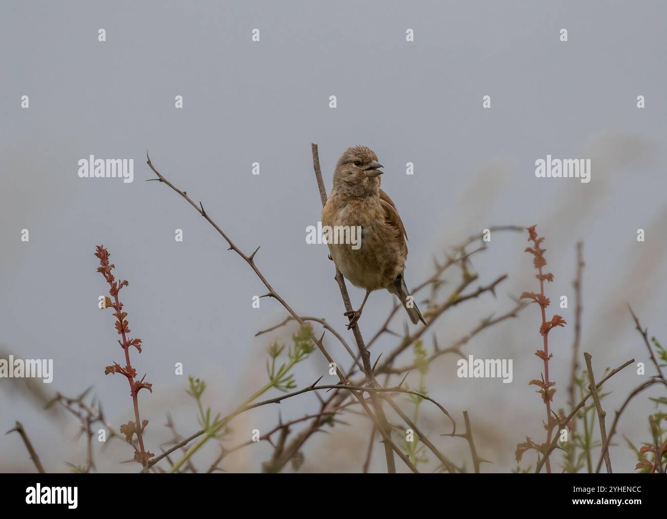 Ein buntes weibliches Linnet (Linaria cannabina) auf einem Dornzweig. Suffolk, Großbritannien Stockfoto