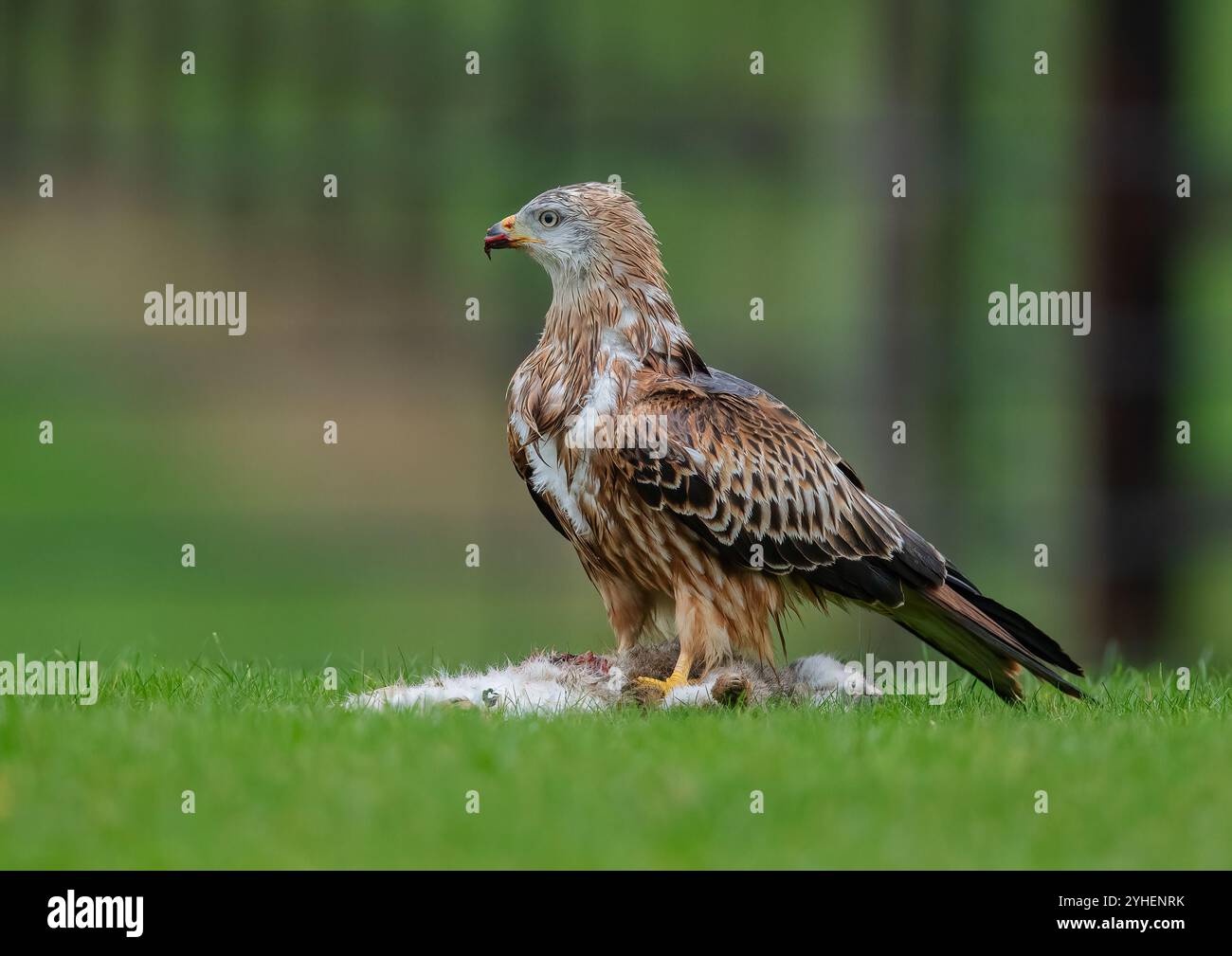 Eine Nahaufnahme eines atemberaubenden Roten Drachen (Milvus Milvus) landete in einem Fahrerlager und zerriss ein Kaninchen grausam zum Essen in Stücke. Suffolk, Großbritannien Stockfoto