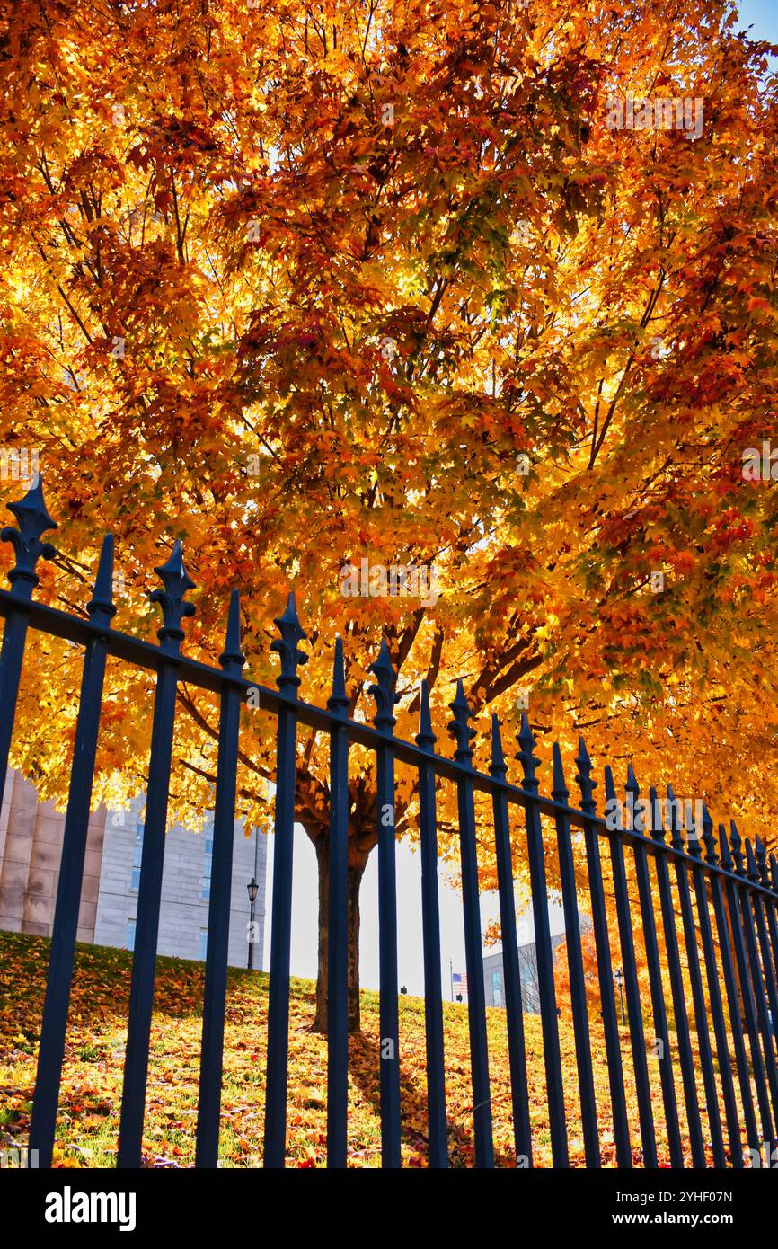 Dies ist ein Baum neben der Hauptstadt von Maine, der seinen ganzen Glanz während der Herbstsaison von Maine zeigt Stockfoto