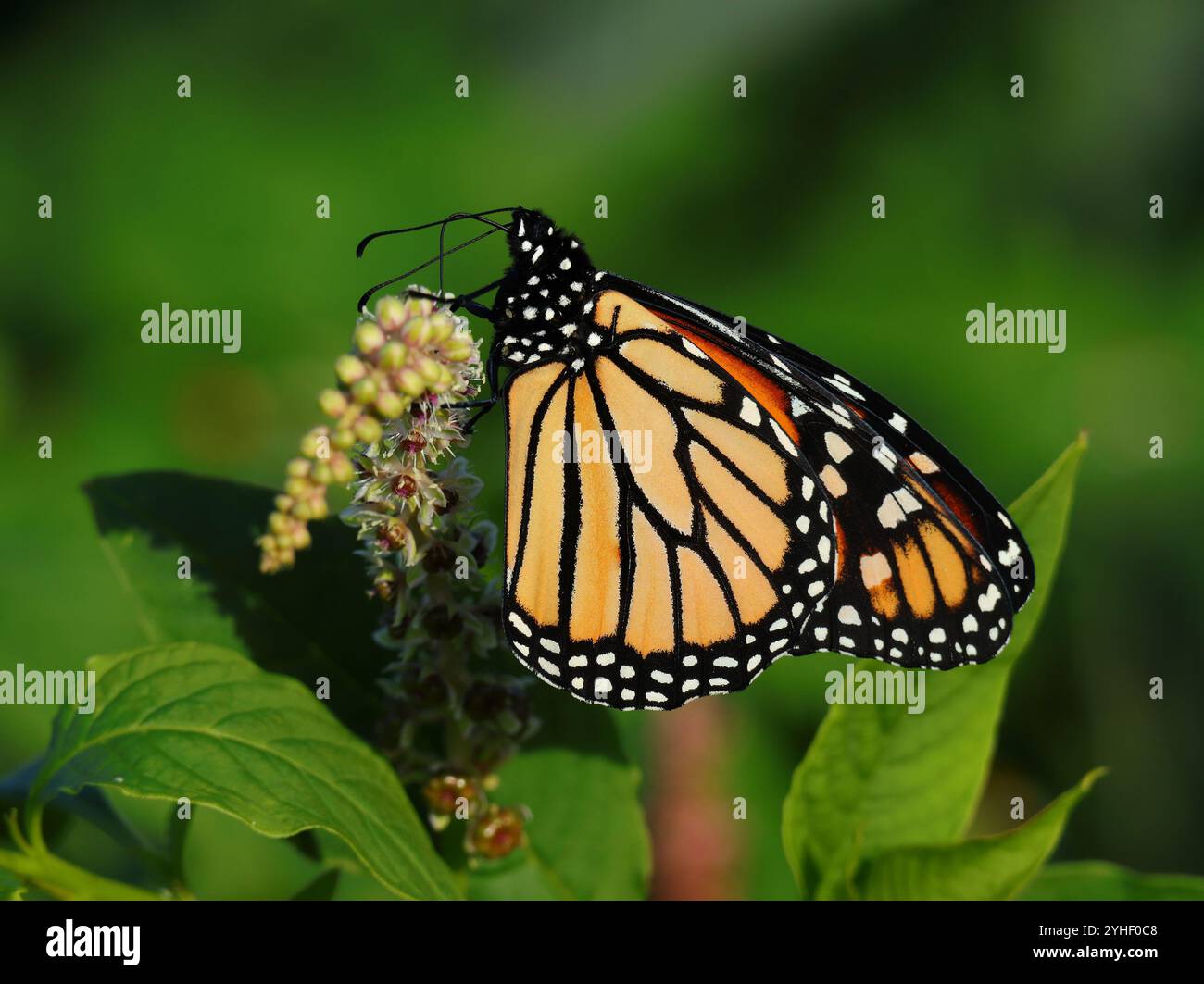 Monarch Butterfly - Danaus plexippus. Auf einer Pokeweed-Pflanze - Phytolacca heterotepala. Oeiras, Portugal. Oberer selektiver Fokus für Effekt. Stockfoto