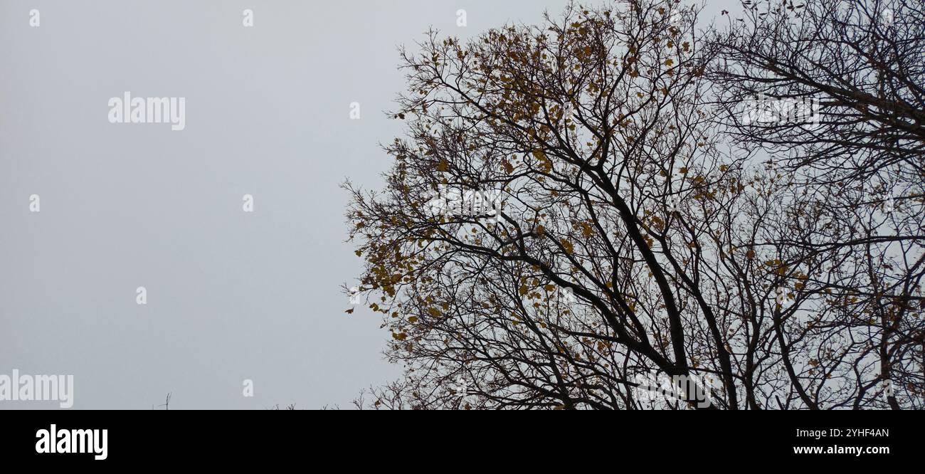 Ein Panoramablick auf einen sonnendurchfluteten Waldboden mit einem Mosaik gefallener Blätter Stockfoto