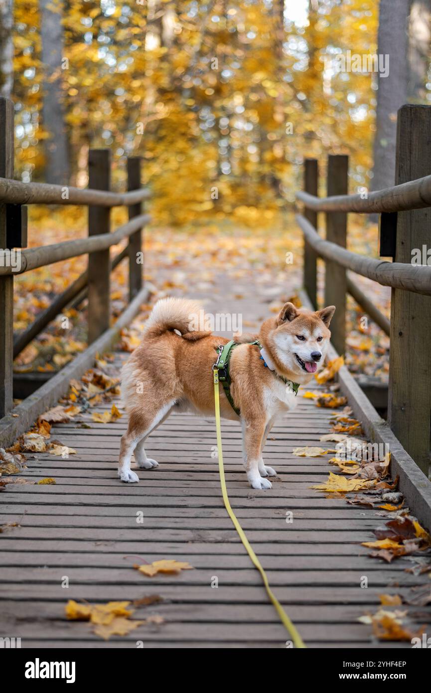 Der niedliche shiba inu-Hund, ausgestattet mit Gurtzeug, Leine und GPS-Tracker, steht im Herbst auf einer Holzbrücke in einem Naturpark Stockfoto