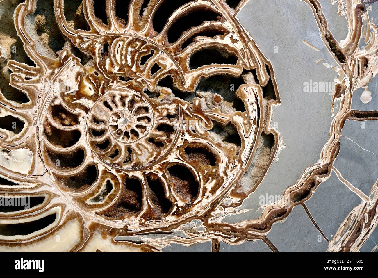 Eine coss-Sektion eines großen Ammoniitfossils im Natural History Museum in London. Stockfoto