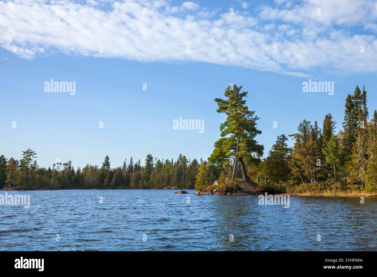 Gekreuzte Kiefern an einem Punkt eines blutigen Sees im Norden von Minnesota im Herbst Stockfoto