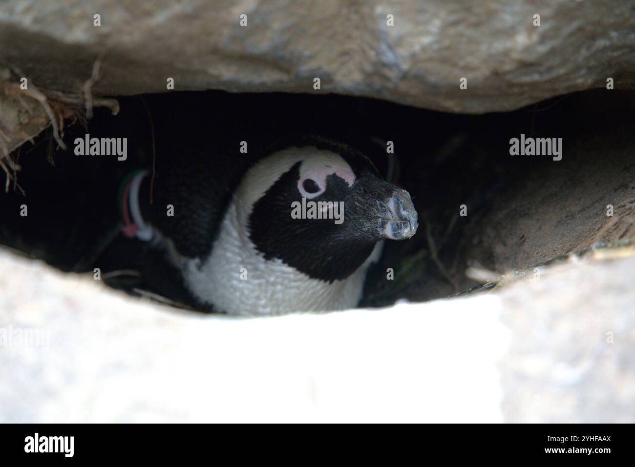 Pinguin Porträt in der Wildnis Stockfoto