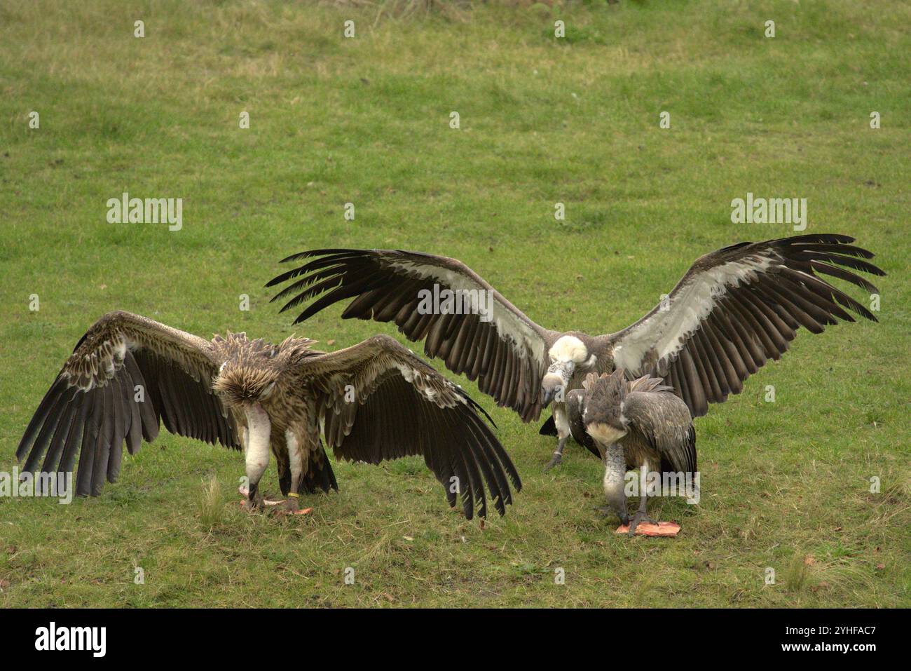 Feeding Frenzy: Geier Kämpfen Um Nahrung Stockfoto