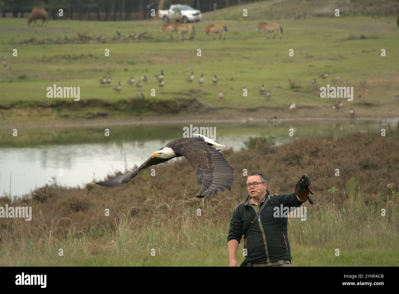 Majestätische Ausstellung: Falconer und American Eagle im Flug Stockfoto